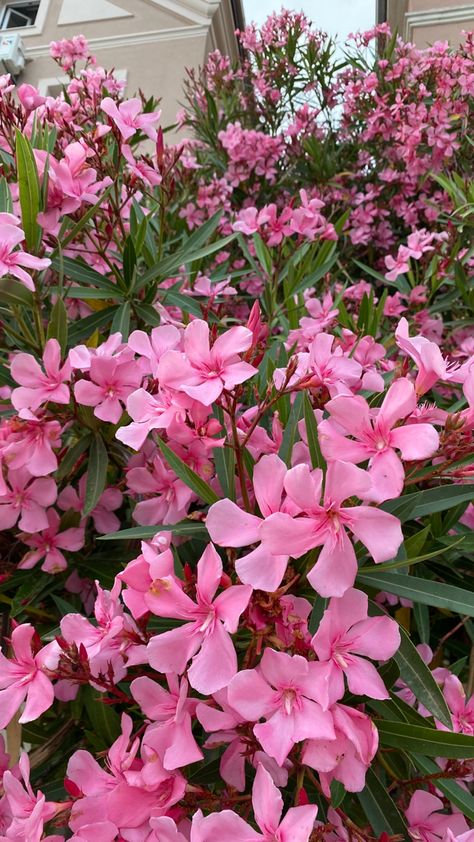 Immerse yourself in the vibrant world of pink as you witness the beauty of blooming oleanders. These stunning flowers captivate with their vibrant hues and delicate petals. Whether you embrace the pink madness or admire the enchanting oleander, let nature's artistry inspire you. #PinkMadness #BloomingOleander #natureinspiration Oleander Bush, Dangerous Flowers, Oleander Flower, Pink Oleander, Oleander Plants, Nerium Oleander, Toxic Plants, Poison Garden, Rain Lily