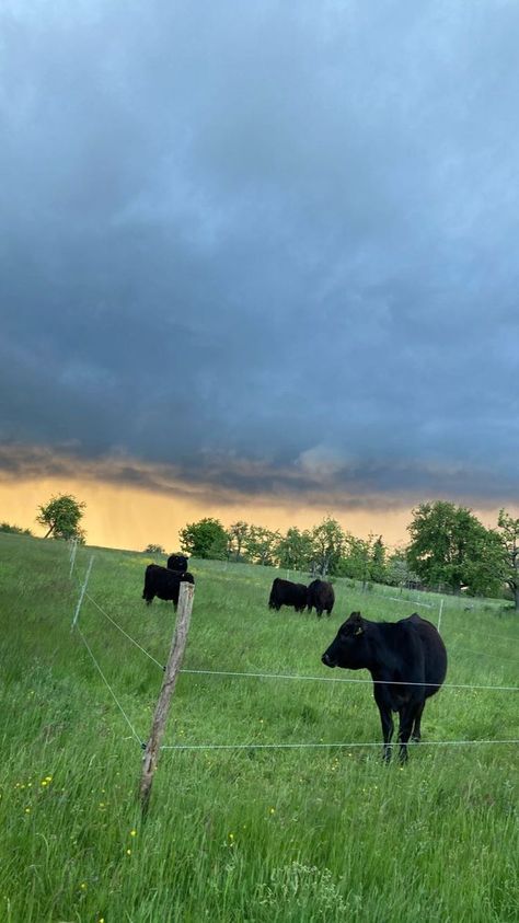 black cows in a field, aesthetic, germany i think lol, photo by Sofia In A Field Aesthetic, Iowa Farmland, Cows In A Field, Black Cows, Field Aesthetic, Lol Photo, Black Cow, Rustic Country, Farm Life