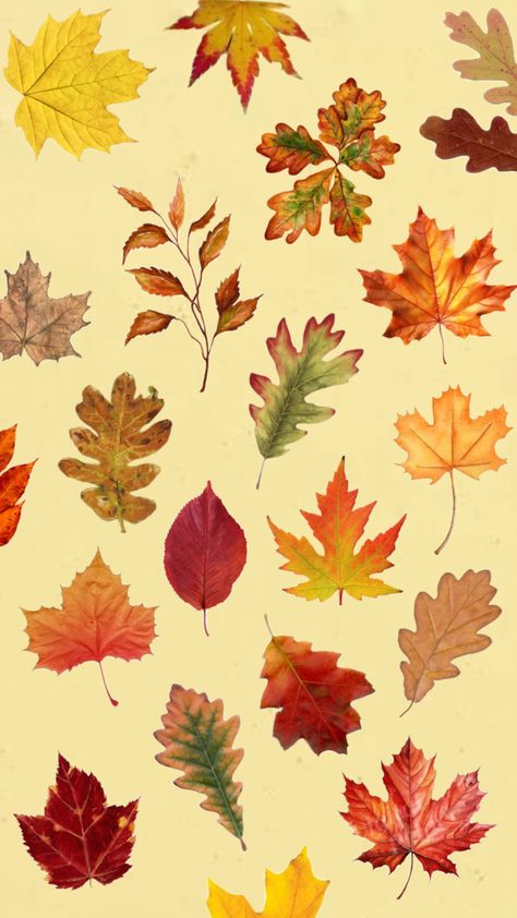 Fall #leaves #inspo #cute Fall Leaves, Autumn Leaves, Flowers