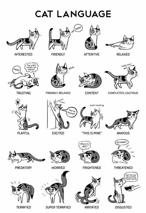 Cat Poses Meaning, Cat Tail Meaning, Cat Language Signs, Cat Tail Language, Cats Language, Cat Types, Katt Grejer, Black Cat Aesthetic, Dog Artist