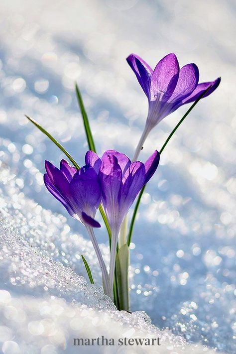 Flowers In The Snow, Spring Blooming Trees, Plants Under Trees, Smelling Flowers, Snow Flower, Crocus Flower, Garden Calendar, Winter Flowers, Spring Blooms