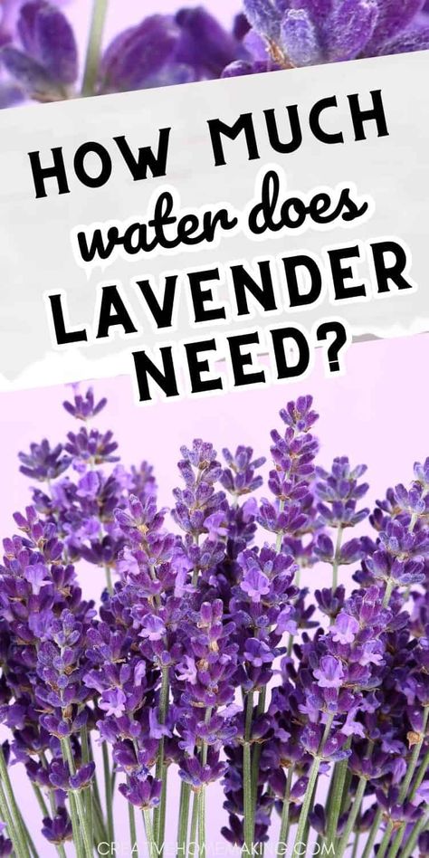 Discover the perfect watering regimen for lavender to keep your plants healthy and vibrant. Find out how much water lavender needs and expert watering advice for your garden. When To Plant Lavender Outside, Lavender Garden Ideas, Lavender Plant Indoors, Indoor Lavender, Lavender Plant Uses, Indoor Lavender Plant, Lavender Indoors, Spiritual Herbs, How To Propagate Lavender