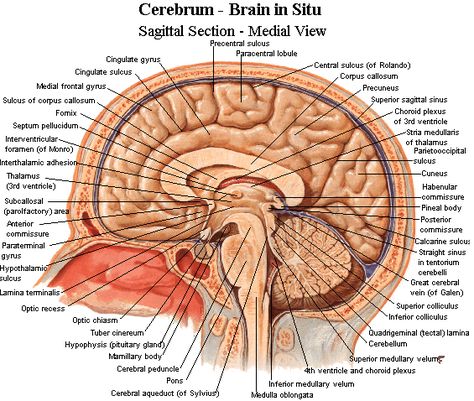 Neuroanatomy - Important brain structures Anatomy Labeled, Human Brain Diagram, Human Anatomy Organs, Spinal Cord Anatomy, Human Anatomy Chart, Brain Lobes, Human Brain Anatomy, Brain Pictures, Nervous System Anatomy