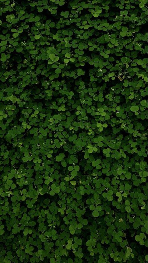 Leafy Green Aesthetic, Leafy Background Aesthetic, Green Background Aesthetic Landscape, Dark Plant Aesthetic, Leafy Wallpapers, Green Leafy Background, Leafy Background, Green Inspo, Ipad Aesthetic