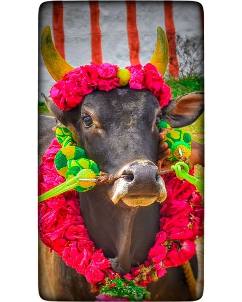 Instagram Indian Bull Images, Birthday Flex Background Images Hd, Dialogue Images, நேதாஜி Photo, Free Photoshop Text, Bull Images, Jeep Wallpaper, Samantha Images, Photo Album Layout