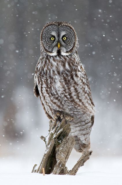 Great Gray Owl in Snow Fall by Bill McMullen Owl In Snow, Owl Totem, Great Gray Owl, Owl Photography, Grey Owl, Snow Owl, Great Grey Owl, Owl Photos, Ottawa Canada