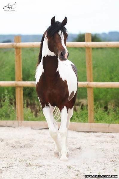 Horse Pinto Horses, Paint Horses, Cheval Pie, Desenhos Love, American Paint Horse, Pinto Horse, Paint Horse, Most Beautiful Horses, Painted Pony