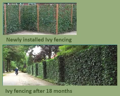 Instead of a traditional fence Tall Fences, Traditional Fence, Fencing Panels, Country Fences, Green Fence, Living Fence, Privacy Landscaping, Types Of Fences, Garden Screening