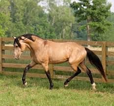 Bay Dun Bay with dark socks and dorsal stripe. Often confused for a Buckskin [Logan] Horse Buckskin, Lusitano Stallion, Buckskin Horse, Lusitano Horse, 3 Horses, Majestic Horses, Painting Horse, Andalusian Horse, Awesome Animals