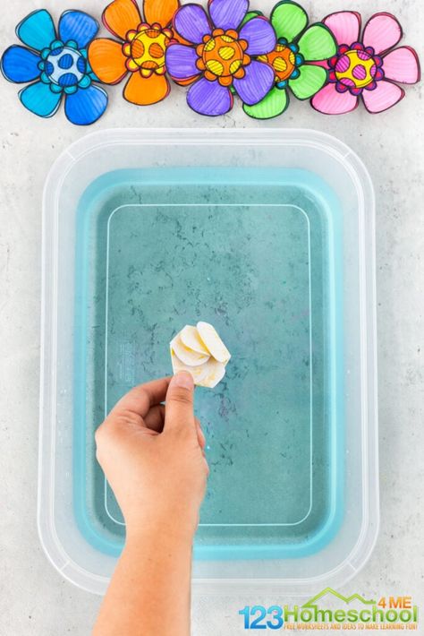 put flower in bing of water Plants Science Activities, Walking Water Experiment, Flower Crafts Preschool, Life Cycles Preschool, Flower Life Cycle, Capillary Action, Walking Water, Plant Activities, Science Experiments For Preschoolers