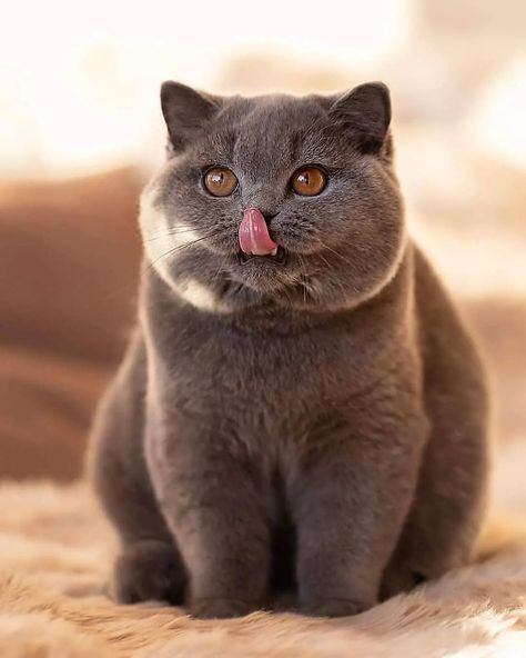 Scottish Fold Cats, Yam Yam, 5 Month Old, British Short Hair, Cats Pictures, Short Hair Cats, British Shorthair Cats, Cat Pose, Scottish Fold