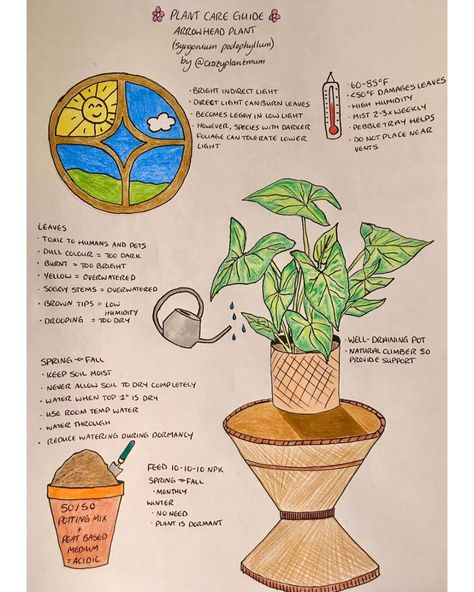 Alanna (@crazyplantmum) • Instagram photos and videos Arrowhead Plant Care, Gardening For Dummies, Plant Notes, Arrowhead Plant, Plant Goals, Household Plants, Plant Journal, Inside Plants, Indoor Plant Care