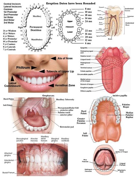 Dental Hygiene Local Anesthesia, Dental Code Cheat Sheet, Dental Anatomy Study, Dental Hygiene School Study Guides, Dental Assistant Outfits, Dental Diagram, Dental Assistant Study Notes, Dental Abbreviations, Dental Hygiene Aesthetic