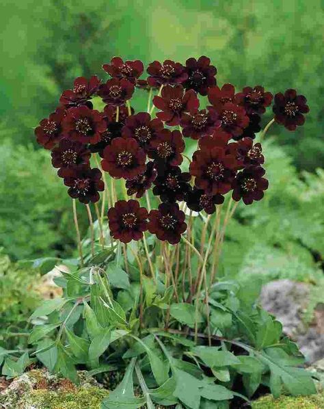 Scientific Names Of Flowers, Gardening Small Spaces, Chocolate Cosmos Flower, Flowers Cosmos, Chocolate Scent, Guerrilla Gardening, August Flowers, Chocolate Cosmos, Goth Garden