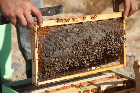 BEEOPIC Thyme Honey from Kalymnos on Behance Milk Industry, Honey Store, Beekeeping For Beginners, Beekeeping Equipment, Bee Colony, Backyard Beekeeping, Bee Keeping Supplies, Bee Friendly, Bee Pollen