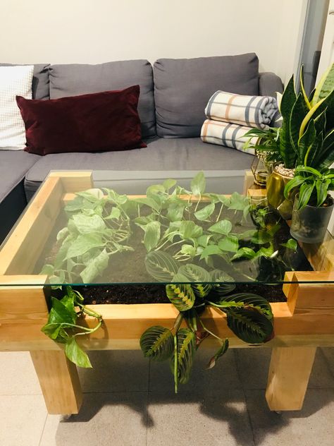 Boho Glass Coffee Table, Nature Coffee Table, Coffee Table With Plants Inside, Glass Plant Table, Indoor Plant Table Ideas, Coffee Table Plant Decor, Diy Plant Table, Succulent Coffee Table, Moss Coffee Table