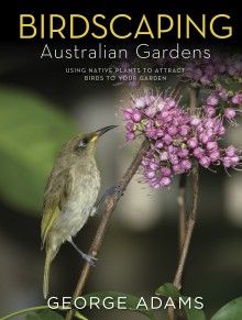 Australian Gardens, Australian Native Garden, Birds Of Australia, Australian Plants, Australian Garden, Australian Native Plants, Garden Birds, Australian Birds, How To Attract Birds