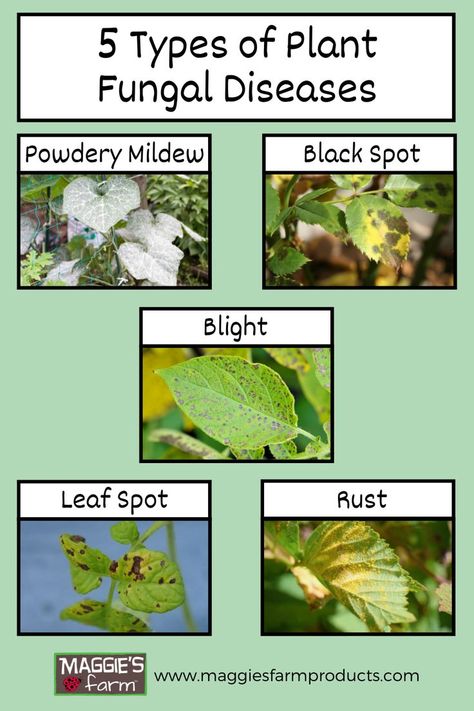 Pale green background. Plants with fungal diseases including powdery mildew, black spot, blight, leaf spot, and rust. Common Diseases, Biology Projects, Garden Companion Planting, Container Vegetables, Plant Pests, Plant Nutrients, Powdery Mildew, Garden Makeover, Plant Diseases