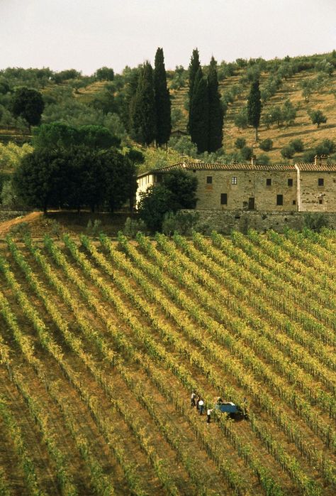 Wine Tasting at Tuscany's Best Wineries - Condé Nast Traveler Italian Vineyard, Riesling Wine, Tuscany Wine, Brunello Di Montalcino, Chianti Classico, Wine Guide, World Images, Conde Nast Traveler, Conde Nast