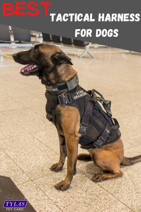 Dog Tactical Vest, Dog Tactical Gear, Working Dog Breeds, Dog Armor, Tactical Harness, Cute Dog Harness, Tactical Dog Harness, Dog Walking Accessories, Dog Equipment