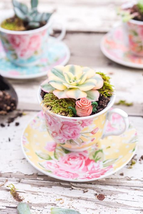 Plant Pots Painting, Pots Painting Ideas, Teacup Plants, Pots Painting, Repotting Succulents, Painting Ideas Aesthetic, Indoor Plant Display, Plant Display Ideas, Teacup Gardens