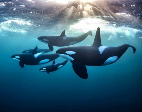 Whale Stuffed Animal, Sea Mammal, Mural Inspiration, Undersea World, Whale Art, Beautiful Sea Creatures, Orca Whales, Ocean Conservation, Killer Whale