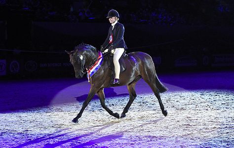 National Show Horse, New Horse Arrival, Horse Of The Year Show, Horse Disciplines, World Equestrian Center Ohio, Horse Show, Dream Board, Show Horses, Equestrian