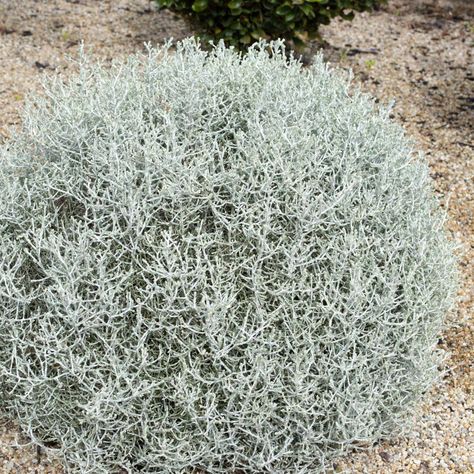 Leucophyta Silver Nugget - Granton Plants Hobart Leucophyta Brownii, Cushion Bush, Wholesale Plant Nursery, Planting Palette, Gate Garden, Wholesale Plants, Small Shrubs, Plant Book, Garden Courtyard