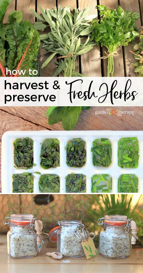 How to Harvest and Preserve Fresh Herbs - Garden Therapy Herb Garden Design, Preserve Fresh Herbs, Drying Fresh Herbs, Preserving Herbs, Harvesting Herbs, Garden Therapy, Garden Harvest, Indoor Herb Garden, Herbs Indoors