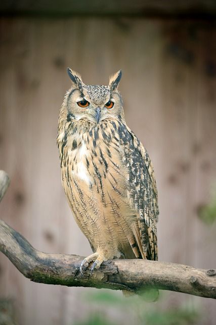 Free Image on Pixabay - Bubo Bubo, Owl, Sitting, Branch Owl Sitting On Branch, Owl Sitting, Eagle Bird, Beautiful Owl, Nature Birds, Public Domain Images, Inspirational Pictures, Free Pictures, Owls