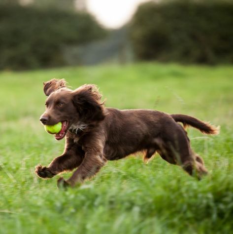 Best Medium Sized Dogs, Dog Breeds For Families, Medium Sized Dogs Breeds, Calm Dog Breeds, Family Dogs Breeds, Different Dog Breeds, Boykin Spaniel, Unique Dog Breeds, Dog Breeds List