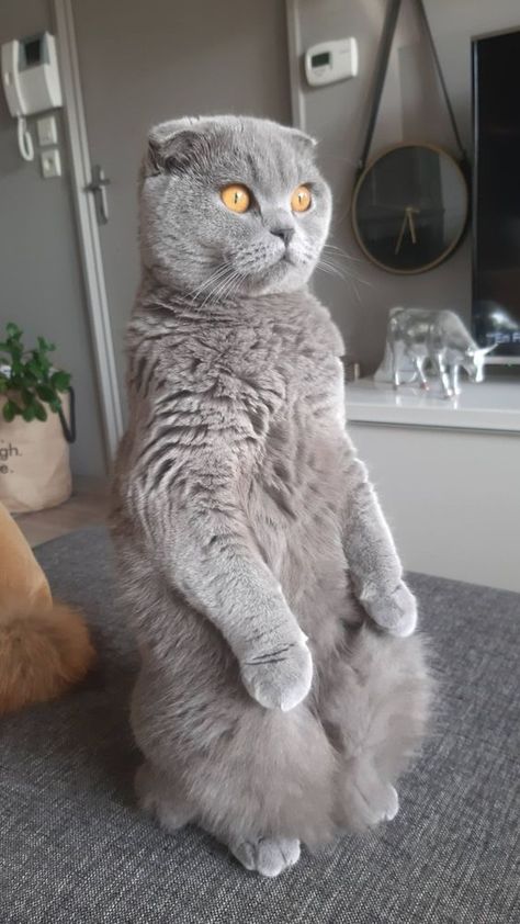 Scottish Fold Cat Aesthetic, Scottish Fold Cat Grey, Scottish Cat, Scottish Fold Kittens, Scottish Fold Cat, British Shorthair Kittens, Cat Selfie, Short Hair Cats, Scottish Fold