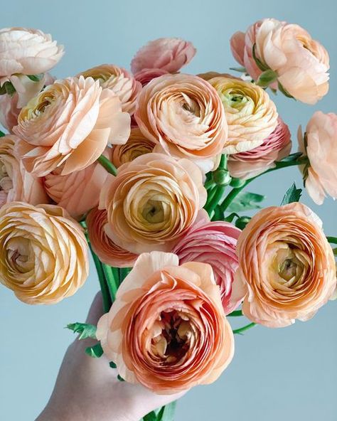 Peach Ranunculus Bouquet, Blush Ranunculus, Apricot Ranunculus, Pale Pink Ranunculus, Blush Butterfly Ranunculus, Peach Ranunculus, Orange Ranunculus, Coral Peach, Church Flowers