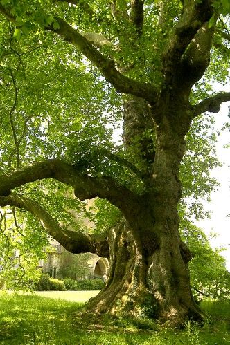 Mottisfont Abbey, Hampshire | Tere Sue Gidlof | Flickr Mottisfont Abbey, Art For Walls, Forest Drawing, Walls Art, Ancient Trees, Old Oak Tree, Scenery Photography, Art Nouveau Art, Old Tree