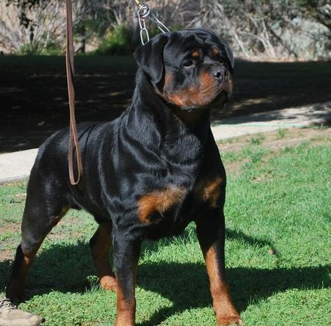 German Rottweiler Puppies For Sale - Von Ruelmann Rottweilers inc : Other German Rottweiler Puppies, Rottweiler Facts, German Rottweiler, Rottweiler Puppies For Sale, German Dog Breeds, Rottweiler Love, Rottweiler Puppies, Rottweiler Dog, Poodle Puppy