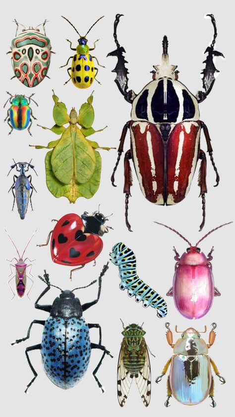 June Bug Painting, Beautiful Bugs Insects, Pretty Bugs Insects, Colorful Bugs Insects, Beatles Bugs Insects, Bug Painting Ideas, Bugs Reference, Bug Anatomy, Pinned Bugs