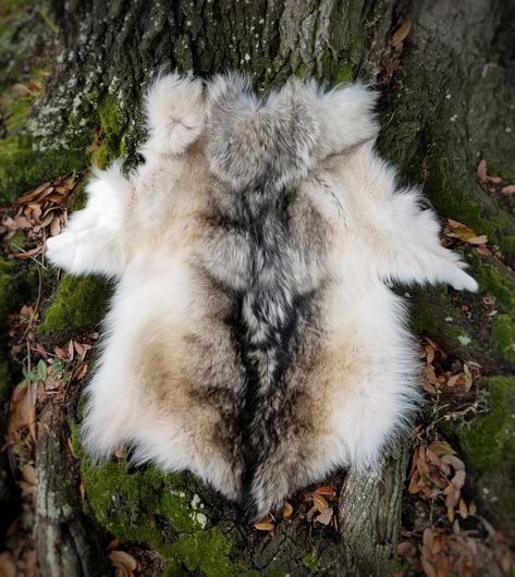 Large piece: This is the upper body of a female Canadian Grey Wolf pelt, tanned about 20 years ago. The heavy fur is gorgeous and the color is brown to cream with silky black-tipped guard hair on t... Wolf Pelt, Guard Hair, Texture Reference, Animal Fur, Grey Wolf, White Wolf, Wardrobe Ideas, Taxidermy, Upper Body