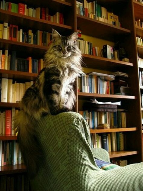 Library cat Bookstore Cats, Image Chat, Forest Cat, Norwegian Forest Cat, Cat Books, Cat Sitting, Cats Meow, Maine Coon, Pretty Cats