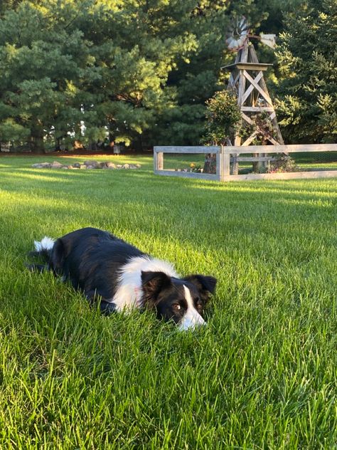 Aesthetic Border Collie, Border Collie Aesthetic, Dogs Border Collie, Border Collie Facts, Cute Corgi Puppy, Dog Angel, Cute Borders, Border Collie Puppies, Farm Dogs