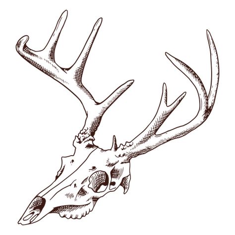 Deer Skull Reference Drawing, Deer Bones Drawing, How To Draw Deer Skull, Dear Skull Drawing, Simple Deer Skull Tattoo, Deer Sketch Tattoo, Moose Skull Drawing, Deer Skull Mask Character Art, Deer Skull Drawing Simple