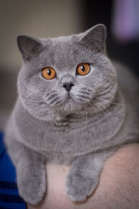 Grey Cat Breeds, British Cats, British Blue Cat, Chartreux Cat, British Shorthair Kittens, Grey Kitten, British Shorthair Cats, Grey Cat, Cat Breed