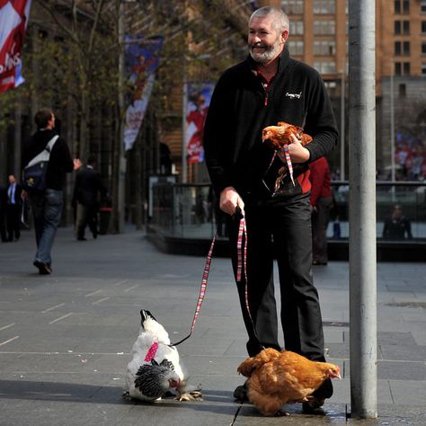 Pssst..the chickens have on diapers!  "John Huntington poses with his chickens in Sydney, Australia. Mr Hungtington's 'City Chicks' are chickens for those living in an urban environment. They come complete with small walking leads and harnesses and elasticised nappies." City Chicken, Urban Chickens, Crazy Chicken Lady, Keeping Chickens, Chicken Lady, 15 August, Chickens And Roosters, Chicken Breeds, Pictures Of The Week