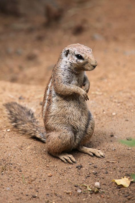 Cape ground squirrel (Xerus inauris). Wildlife animal , #Ad, #squirrel, #ground, #Cape, #Xerus, #animal #ad Giant Squirrel, Ground Squirrel, Photography Names, Wildlife Animals, Rodents, Chipmunks, Creative Photography, Photo Image, Cape