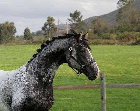 Leopard Appaloosa, Pony Breeds, Horse Coats, Horse Aesthetic, Most Beautiful Horses, Appaloosa Horses, Incredible Creatures, Horse Drawings, All The Pretty Horses