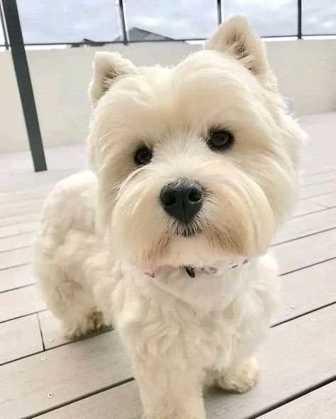 Follow @i.just.love.westies ❤️ for more Today is my birthday hope I get some love here 💕 📸 @white_bandits (Dm for credit or removal / All rights® are reserved & belong to their respective owners) . 🛂 Follow Us: @i.just.love.westies . . . #westieoftheday #westie #whwt #westitude #westielovers #westielover #westiegram #westiepuppy #westieofinstagram #westiedog #westiesofinstagram #westiesofig #westiemoments #westielife #westietude #westielove #westhighlandwhiteterrier #westhighlandterrier #wes... Funny Westies, West Highland Terrier Puppy, Westie Puppies, Cutest Dog Ever, Highland Terrier, Westie Dogs, Animals Pictures, Today Is My Birthday, Baby Animals Pictures