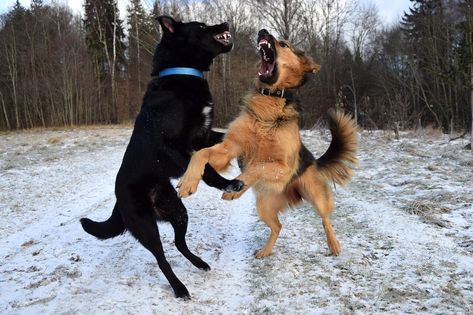 It’s important that we understand red zone dogs — why they act the way they do and why we need to address the owner’s behavior as well. Working Line German Shepherd, Walking Routine, Dog Steps, Dog Exercise, Aggressive Dog, Dog Parents, Two Dogs, Mouse Mat, Dog Park