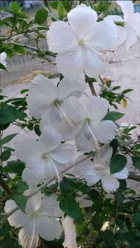 Hibiscus Flower White, Propagate Hibiscus, Lilly Garden, Flower Gardening Ideas, White Hibiscus Flower, Flower Garden Ideas, Hibiscus Tree, Hibiscus Garden, Nails Flowers