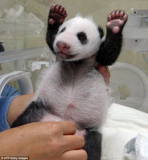 Yuan Zai, a newborn giant panda, gives her fans a huge wave. She was born at Taipei City Zoo to parents Yuan Yuan and Tuan Tuan Zoo Pictures, Panda Bears, Adorable Babies, Panda Love, Giant Panda, Baby Panda, Cute Panda, Animal Photo, Panda Bear