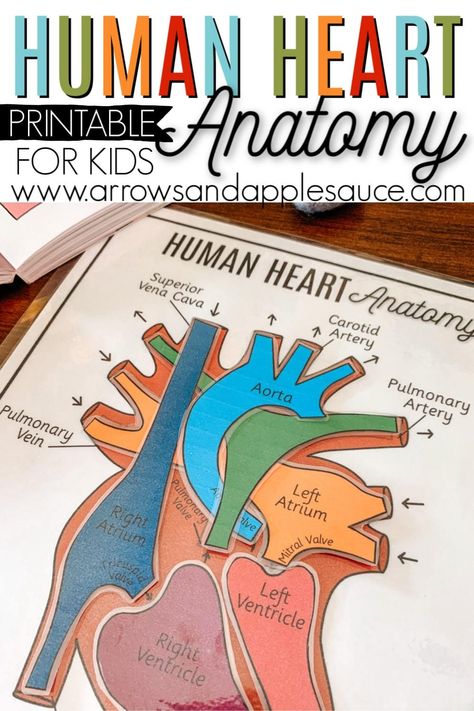 Studying the human heart anatomy is fun and easy with this great printable resource and selection of fun books. I heart this subject! #Homeschoolscience #kindergartenscience #humananatomy #heartanatomy #homeschoolprintables #christianhomeschool #humanheart #kidsscienceactivity #anatomyprintable Heart Activities For Kids, Anatomy For Kids, Human Body Unit Study, Heart Lesson, Education Printables, Human Heart Anatomy, Human Body Science, Human Body Activities, Preschool Weather