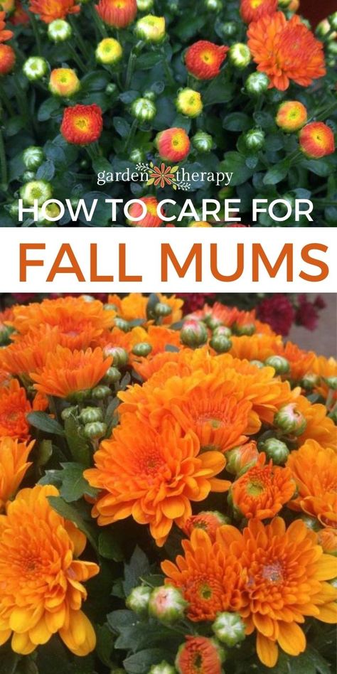 How to Care for Mums and Keep Them Blooming All Year Long Hardy Mums, Mum Flowers, Potted Mums, Caring For Mums, Planting Mums, Garden Mum, Fall Mums, Mums Flowers, Homecoming Mums Diy